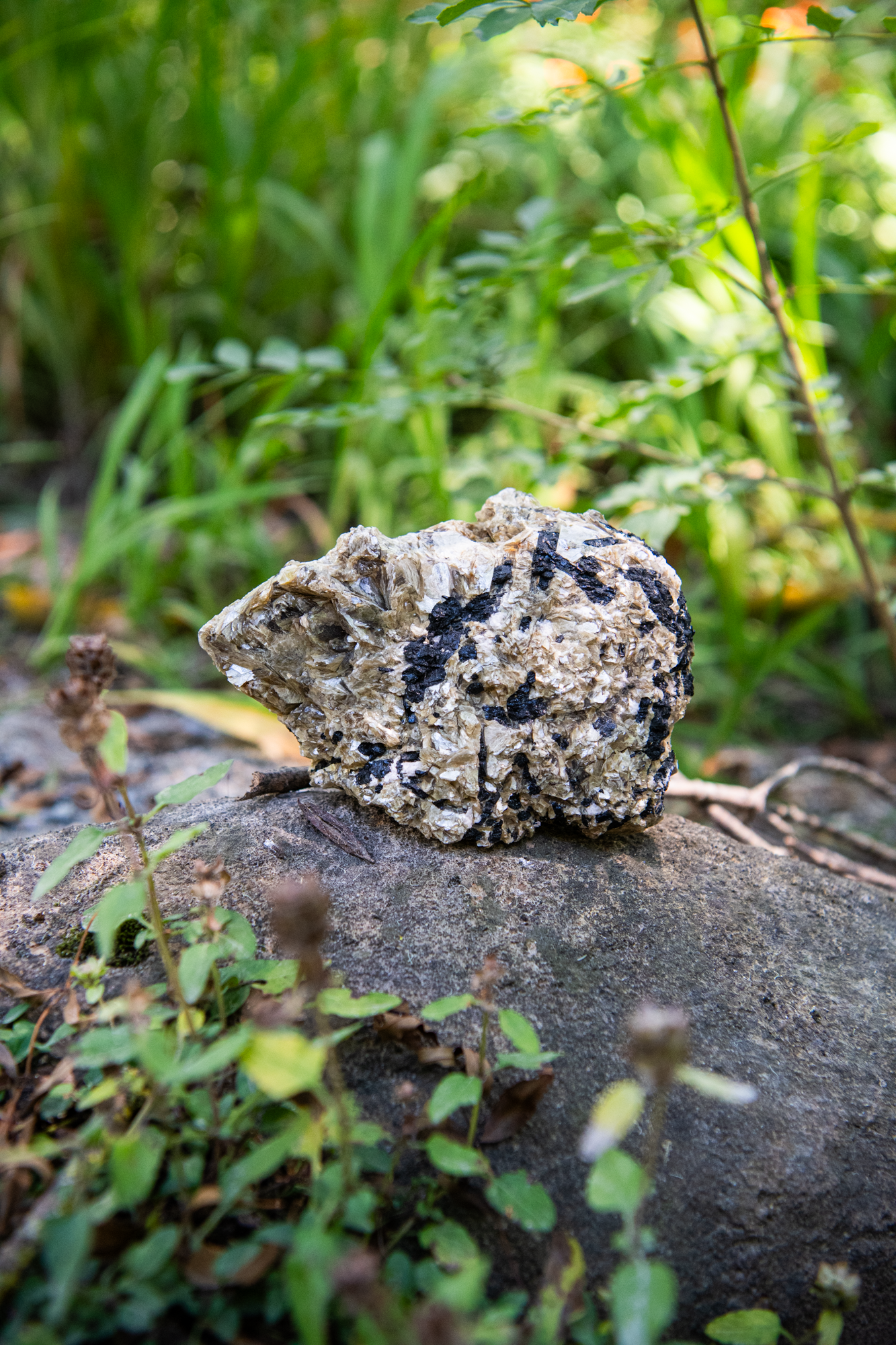 Black Tourmaline and Mica Specimen
